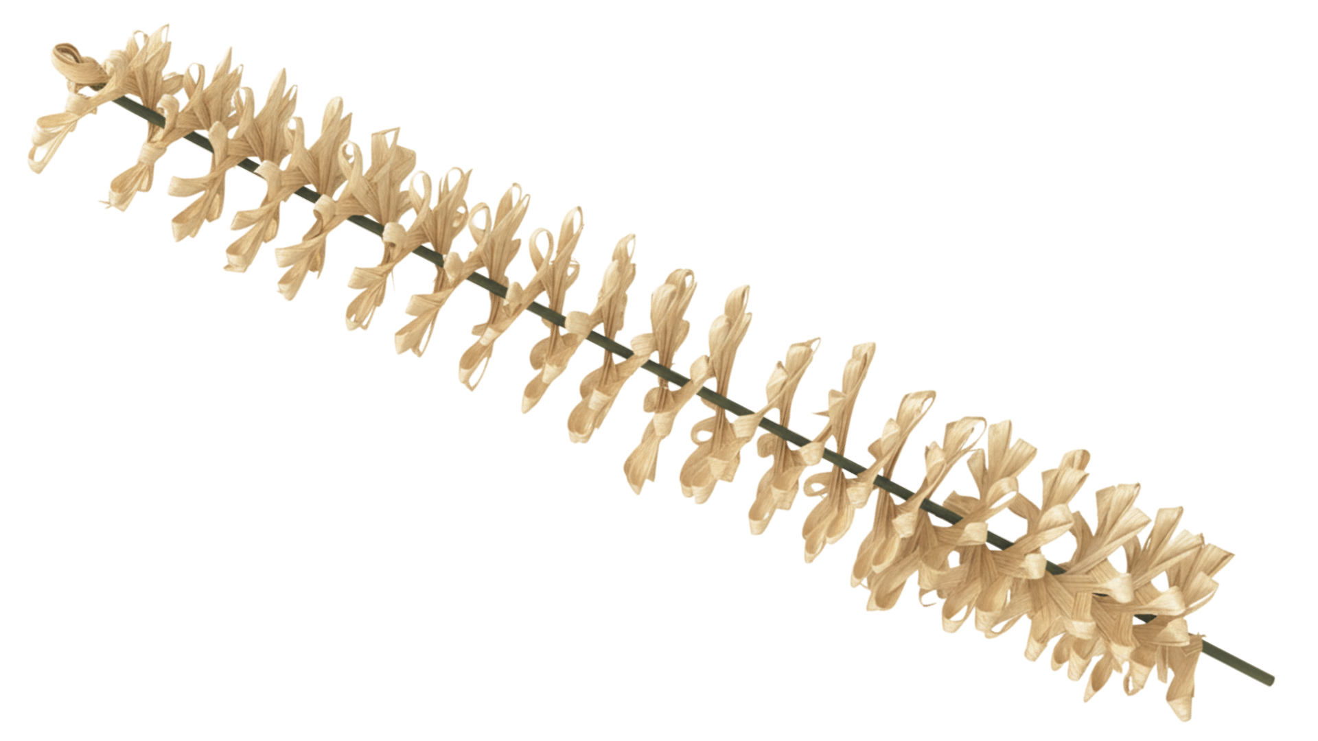 กลีบดอกบัว